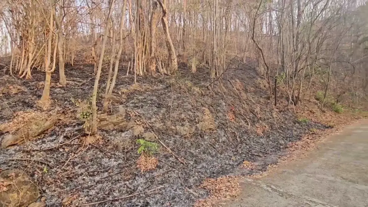 หลวงพ่อหนักใจ! ชาวบ้านเผาป่าหาผักหวาน ทำดอยม่วงคำวอด 60 ไร่