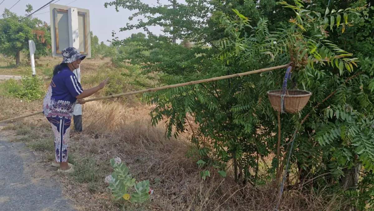 ชาวโคราชแหย่ไข่มดแดงขายรายได้พุ่งวันละพัน กิโลละ 500 บาท