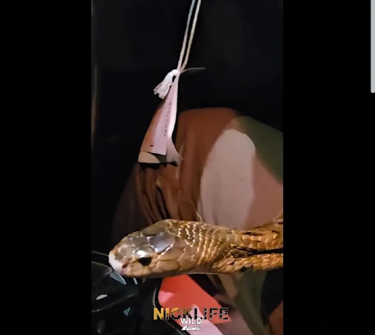 นาทีระทึก นิค อสรพิษ เจองูหลุดเข้ามาในรถ ชาวเน็ตโฟกัสป้ายทะเบียน