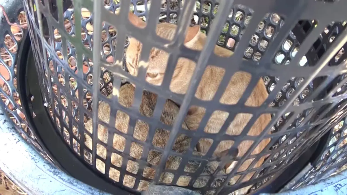 ปศุสัตว์บึงกาฬรุกทำหมันสัญจรฟรี พร้อมแจกเวชภัณฑ์ปี 69