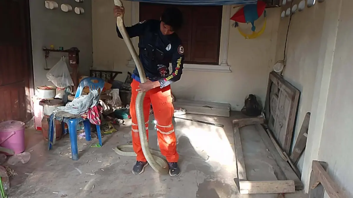 ส่องเลขที่บ้าน งูจงอางยักษ์ เลื้อยซุกใต้ตาชั่งกลางบ้าน