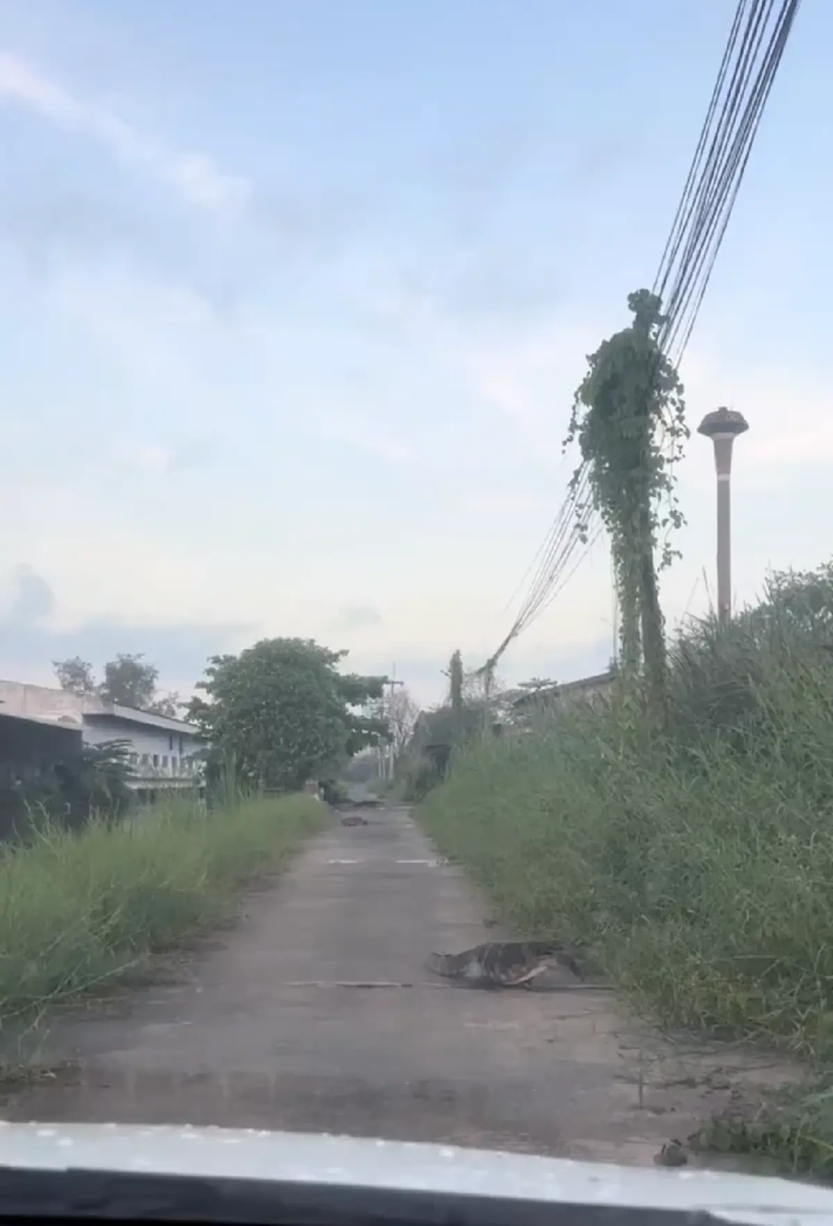 แห่ถามพิกัด สาวขับรถเข้าซอยเจอเดินยั้วเยี้ย นึกว่ายุคจูราสสิค