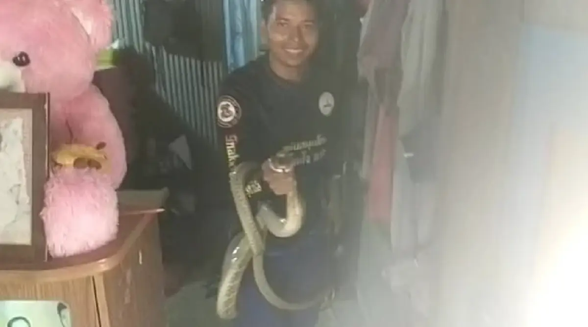 แห่ส่อง งูจงอางขดตัวหิ้งพระ ชาวบ้านจับจ้องเลขบ้านลุ้นโชค