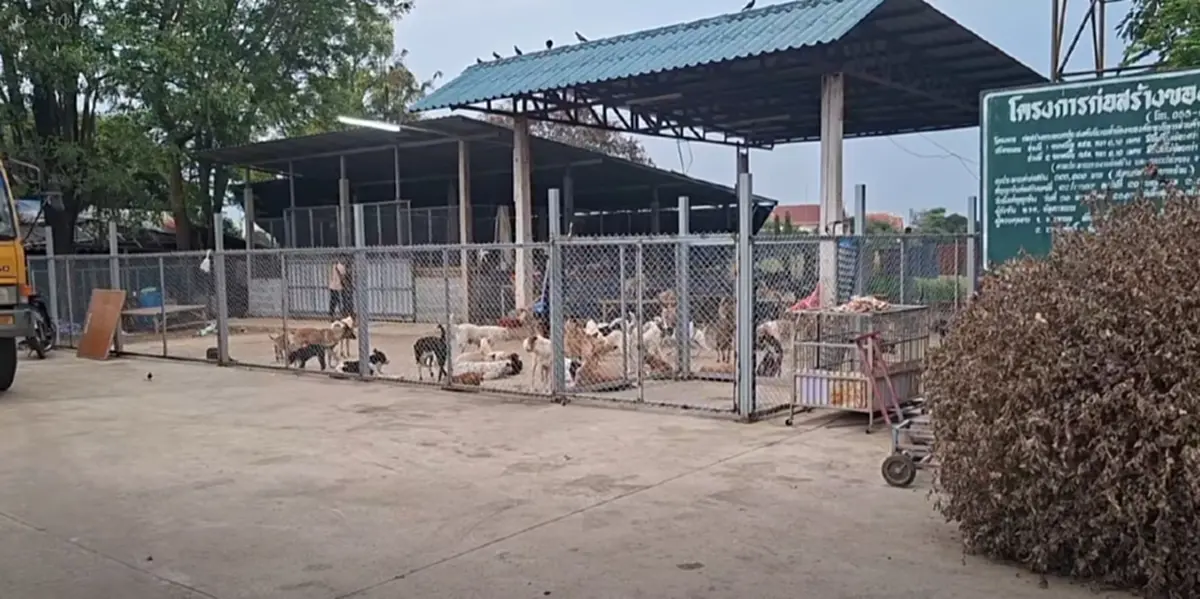 20 ปีทำด้วยใจ นายกปากแควทุ่มเงินส่วนตัวเปิดศูนย์ดูแลหมาจร