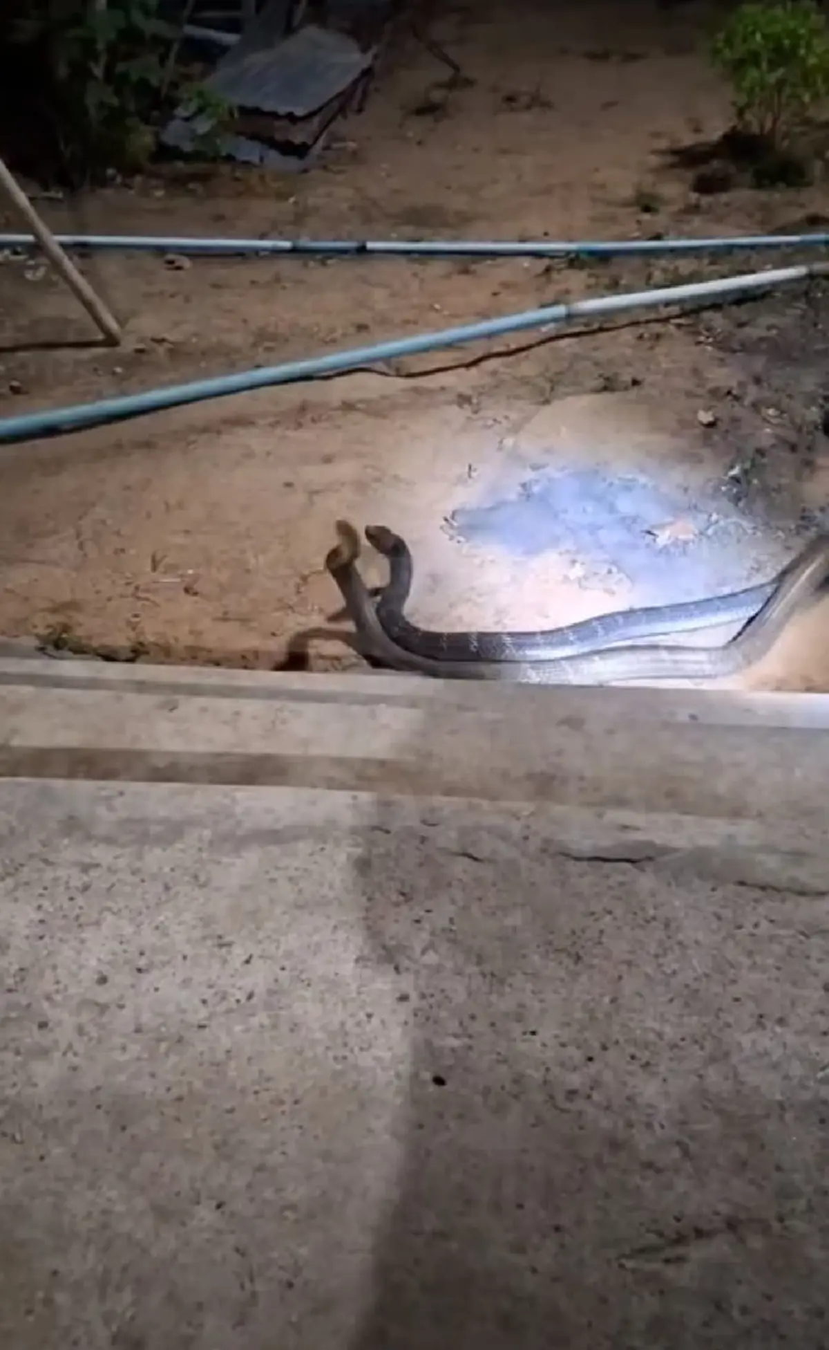 ส่องเลขที่บ้าน งูจงอางยักษ์ 2 ตัว เปิดศึกกลางลานบ้าน