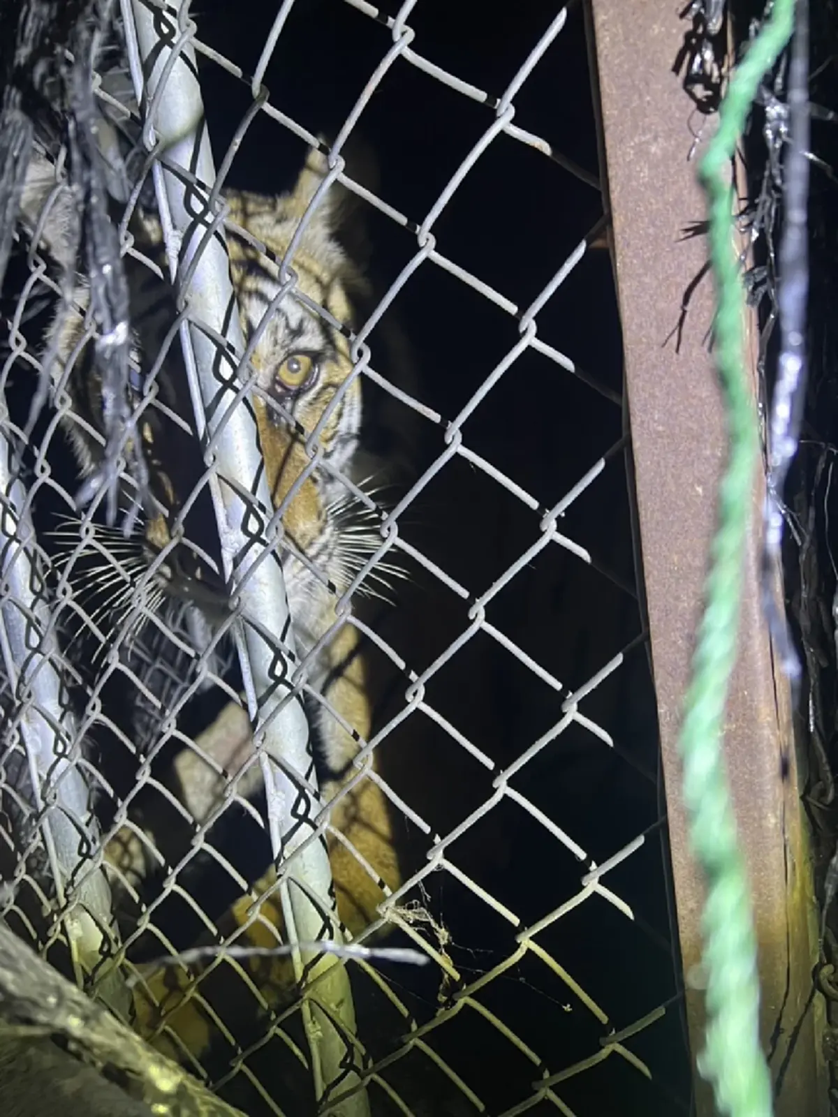 เจ้าปิ่น เสือโคร่ง กลับถึงบ้านปลอดภัย หวนคืนสู่อ้อมกอดผืนป่า