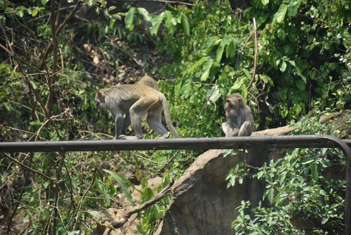 ลิงวอกเมืองเลยผอมโซ! เซ่นภัยแล้งต้องคุ้ยถังขยะประทังชีวิต