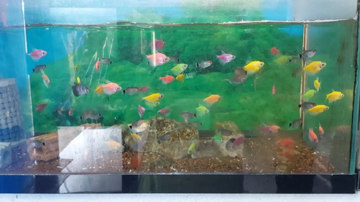 บก. ปทส. พิจิตร ลุยตรวจร้านปลาสวยงาม ยึดปลาเรืองแสง GMOs