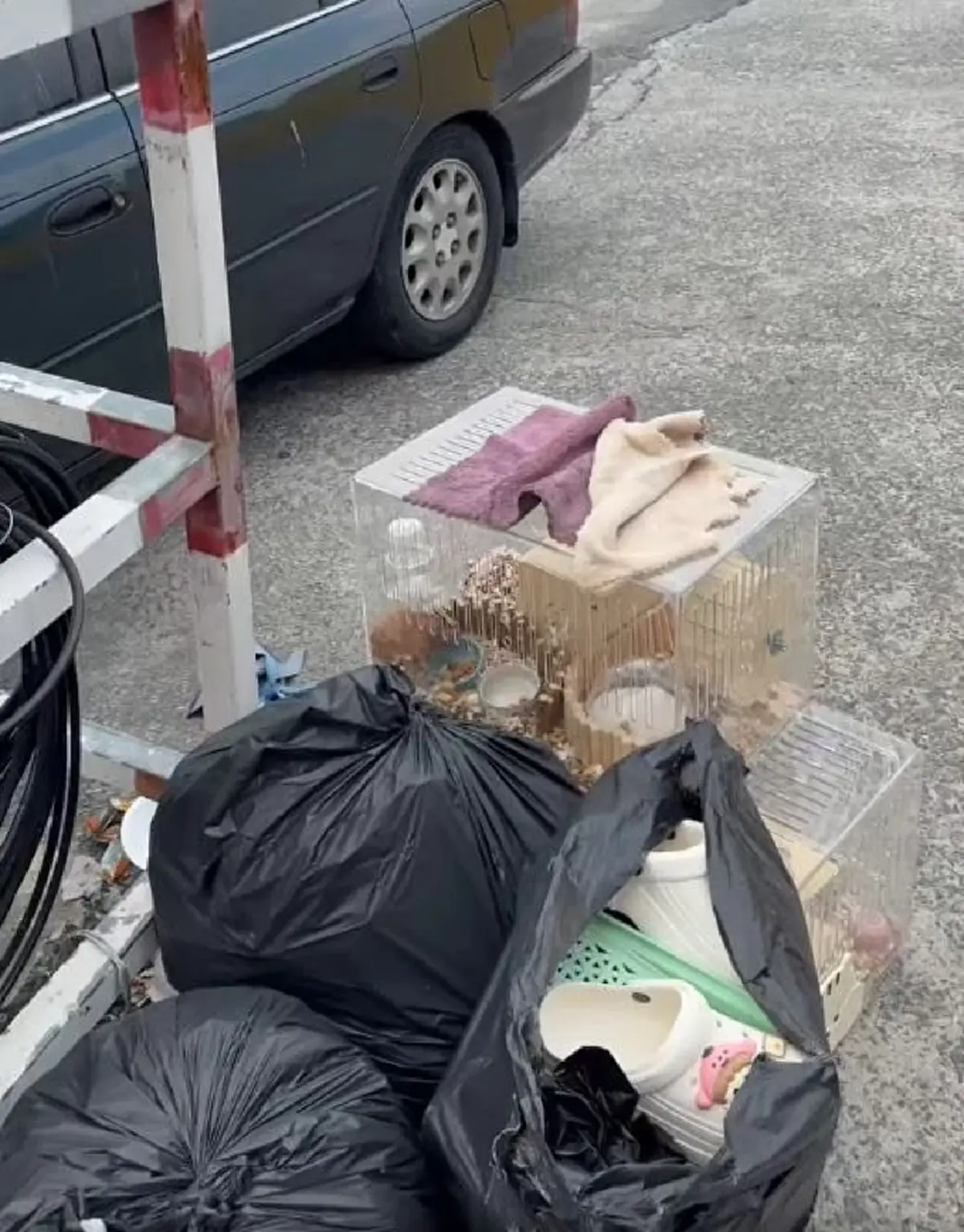 เวทนา 2 ชีวิตน้อยๆถูกโยนทิ้งกองขยะ เห็นแววตายิ่งบีบหัวใจ