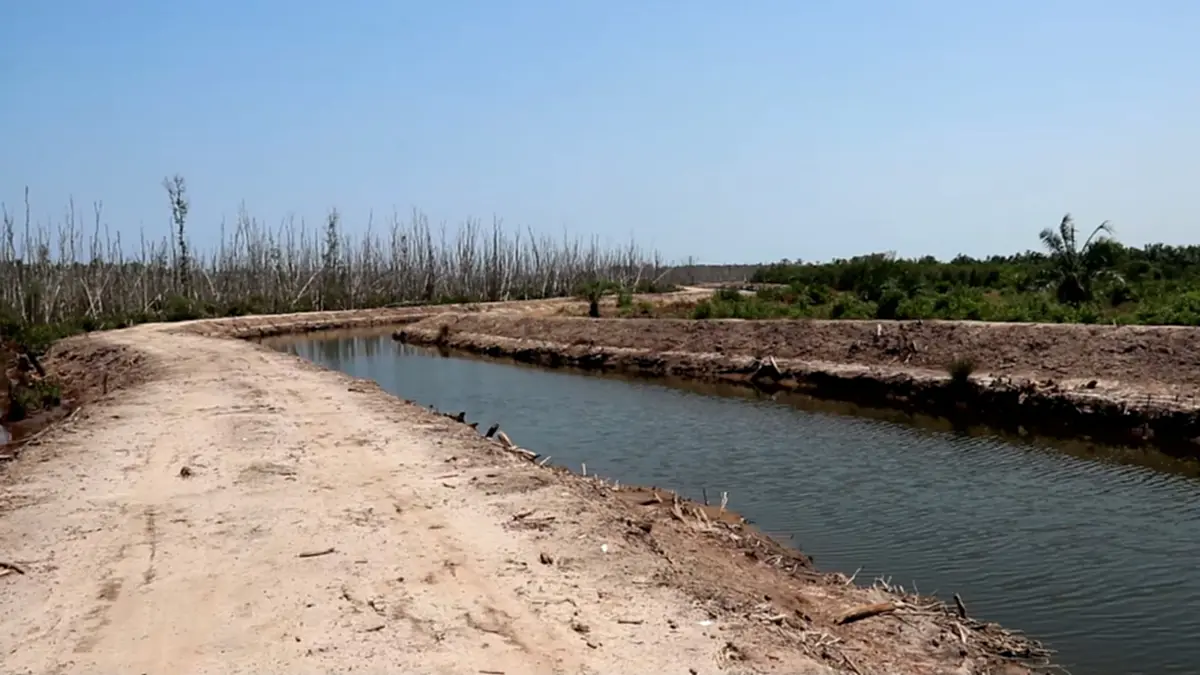 3 สส.ชุมพรบุกแฉฟาร์มกุ้งนายทุน ลอบปล่อยน้ำเสียทำป่าพรุพังพินาศ