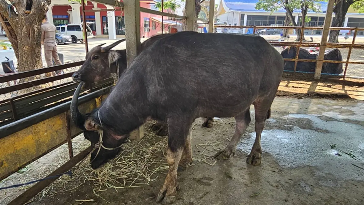 ผกก.สันทรายทำพิธีมอบ "เจ้าบุญรอด" ควายสู้ชีวิตให้วัด