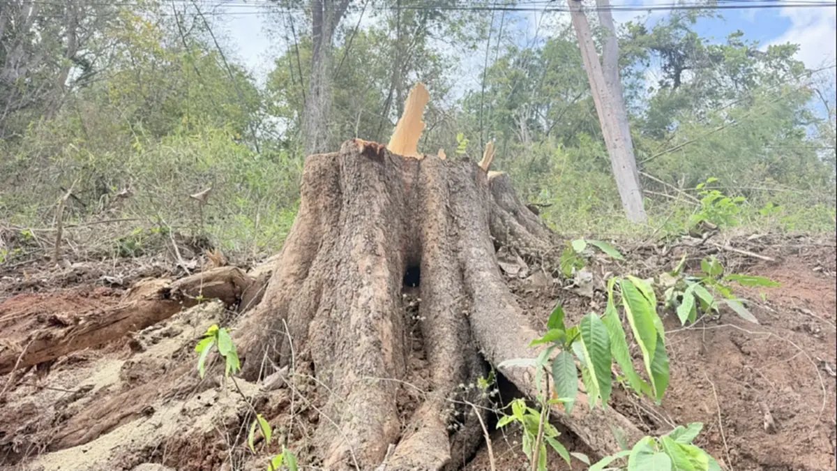 จับมอดไม้เชียงดาว! อ้างชื่อรับเหมาทางหลวงบุกรุกอุทยานฯ