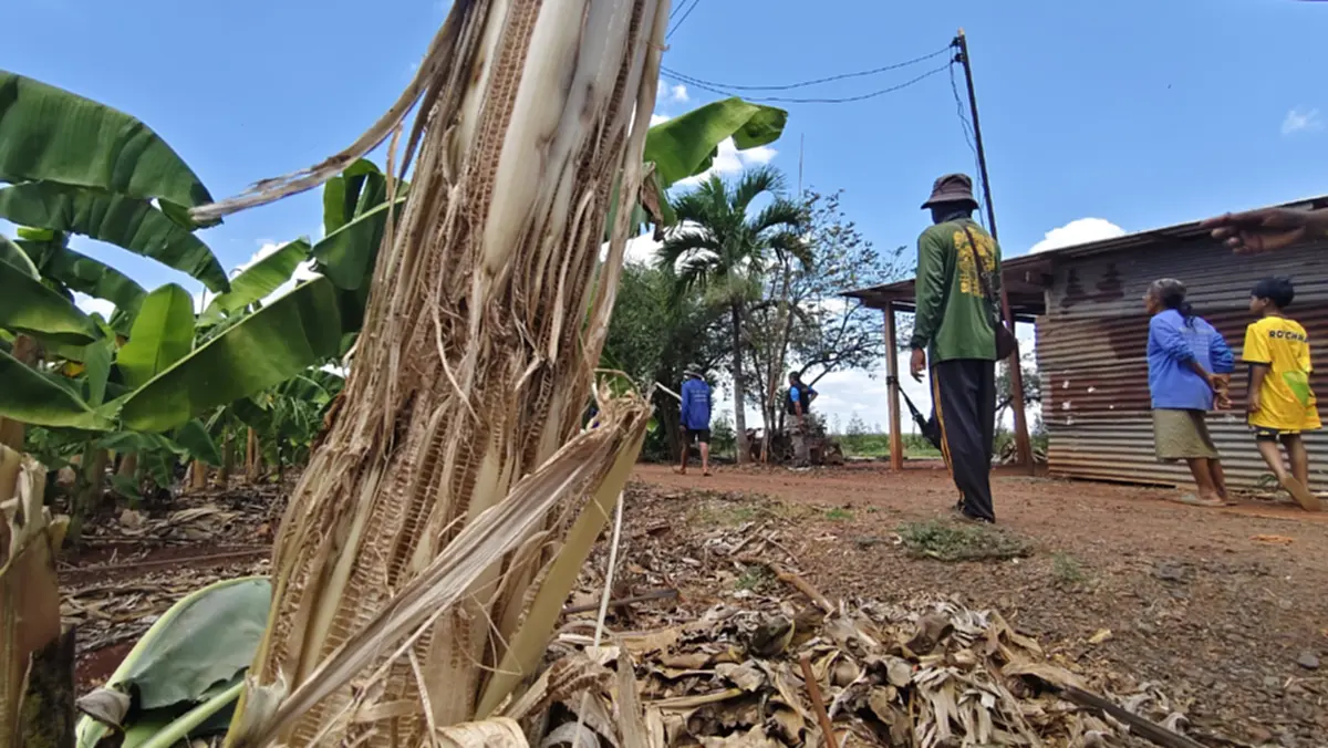 ชาวบ้านผวา สัตว์ปริศนาบุกตะปบสวนทุเรียนโคราชรอยเล็บเหวอะ
