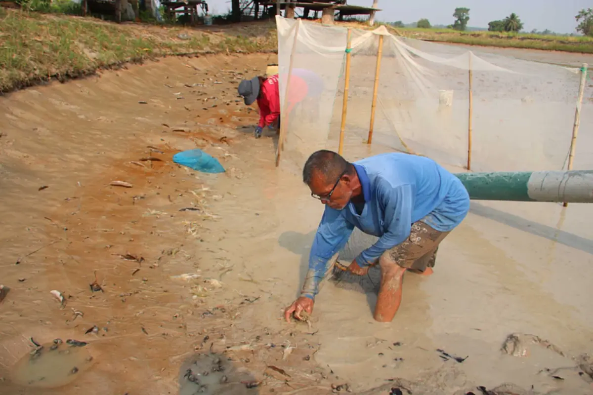 วิกฤตน้ำมันแพทำพิษ! ชาวนากุ้งกาฬสินธุ์อ่วม จี้รัฐเร่งแก้ไข