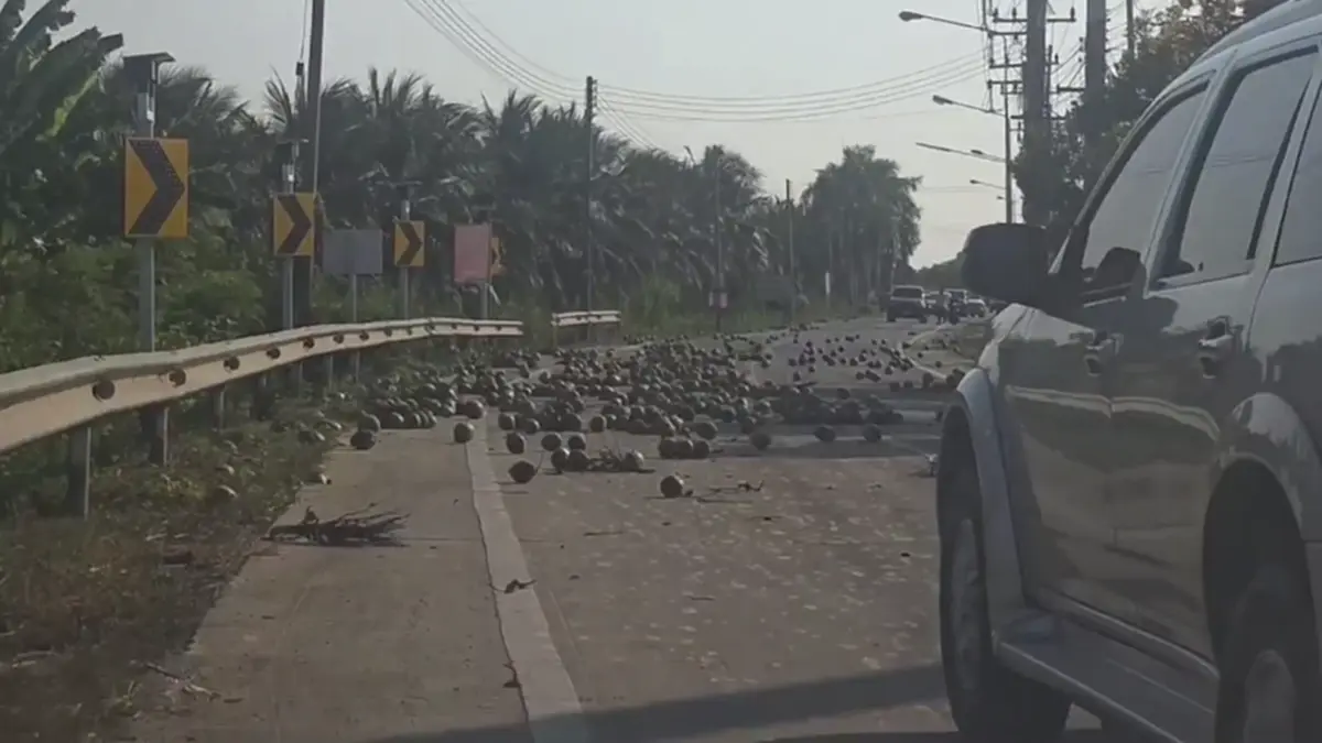 มะพร้าวเกลื่อนถนน! ชาวบ้านช่วยเก็บ หวั่นอุบัติเหตุ วอนรับผิดชอบ