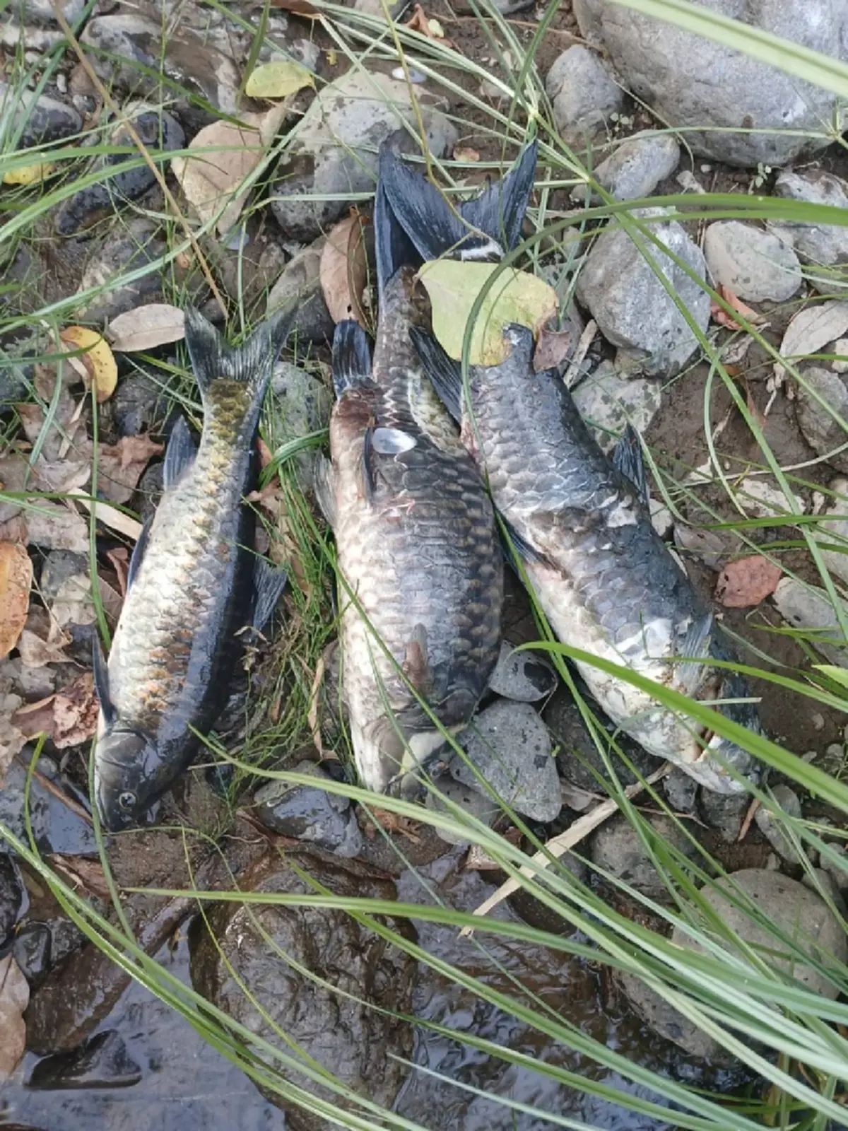 วิกฤตปางมะผ้า! ปลาแม่น้ำลางตายปริศนา สั่งห้ามกินเด็ดขาด