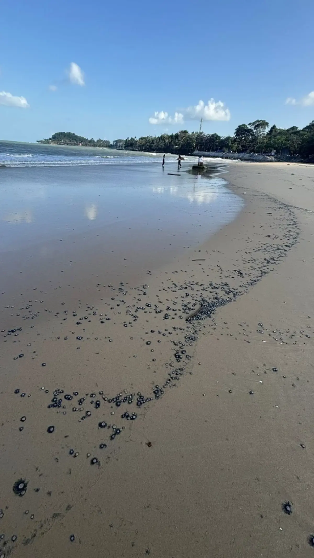 อย่าจับเด็ดขาด ตัวสีฟ้าปริศนาโผล่เกลื่อนหาด โดนแล้วรู้เรื่อง