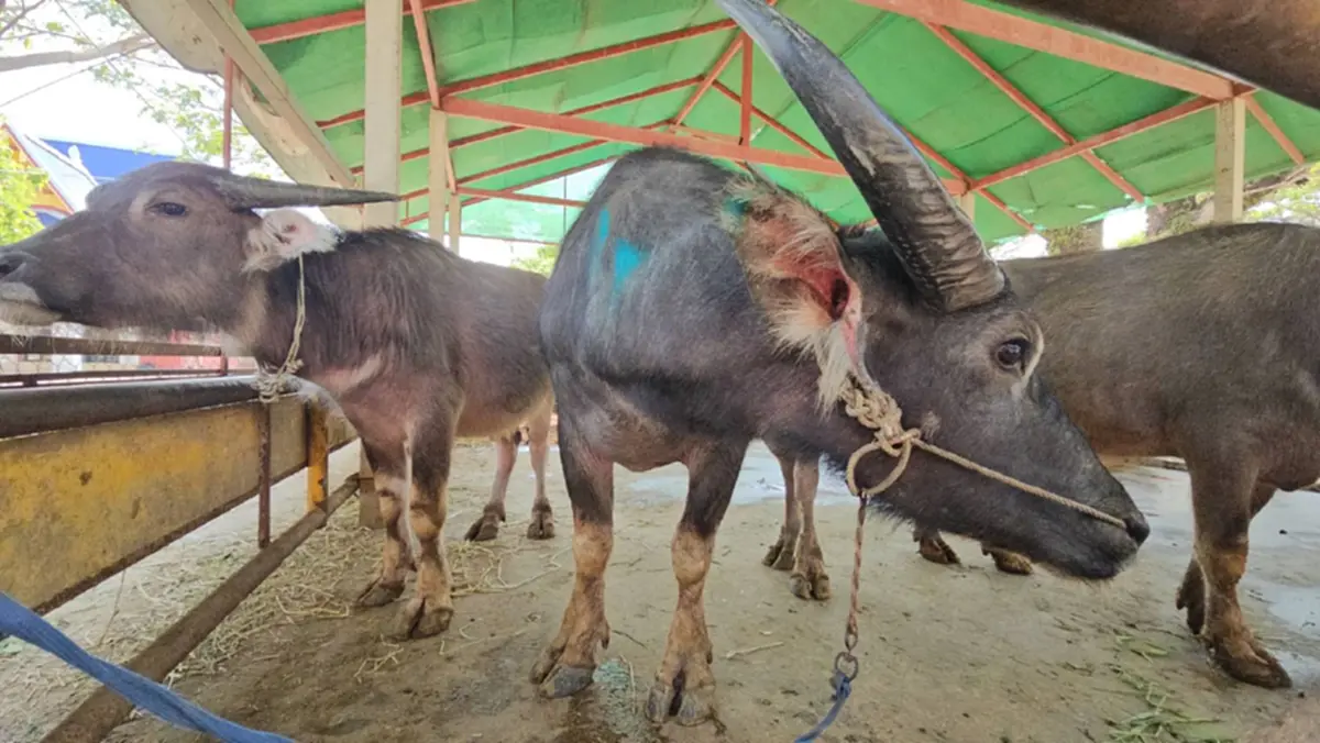 ผกก.สันทรายทำพิธีมอบ "เจ้าบุญรอด" ควายสู้ชีวิตให้วัด