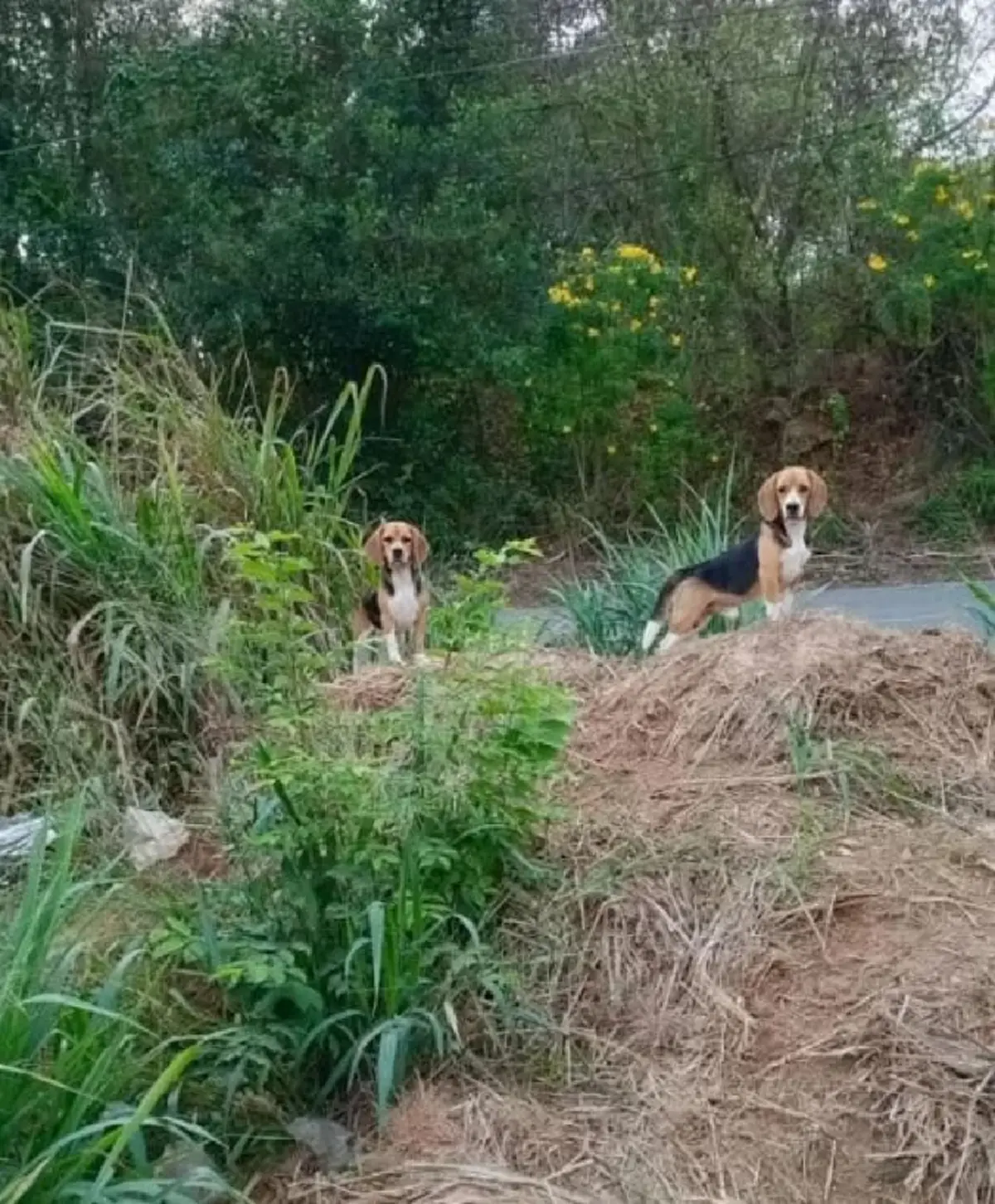 ในหลวงโปรดเกล้าฯ พระราชทานชื่อใหม่ 2 บีเกิ้ล ส่งรถรับเข้าวังแล้ว