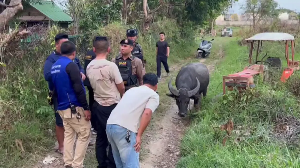 ตร.สันทรายไถ่ชีวิตควายหนีตายงานศพ หลังถูกทุบหัวสู้ชีวิตหนีรอด