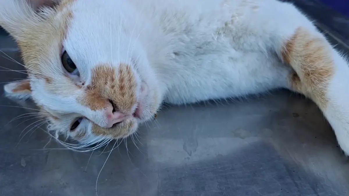 ปศุสัตว์บึงกาฬรุกทำหมันสัญจรฟรี พร้อมแจกเวชภัณฑ์ปี 69