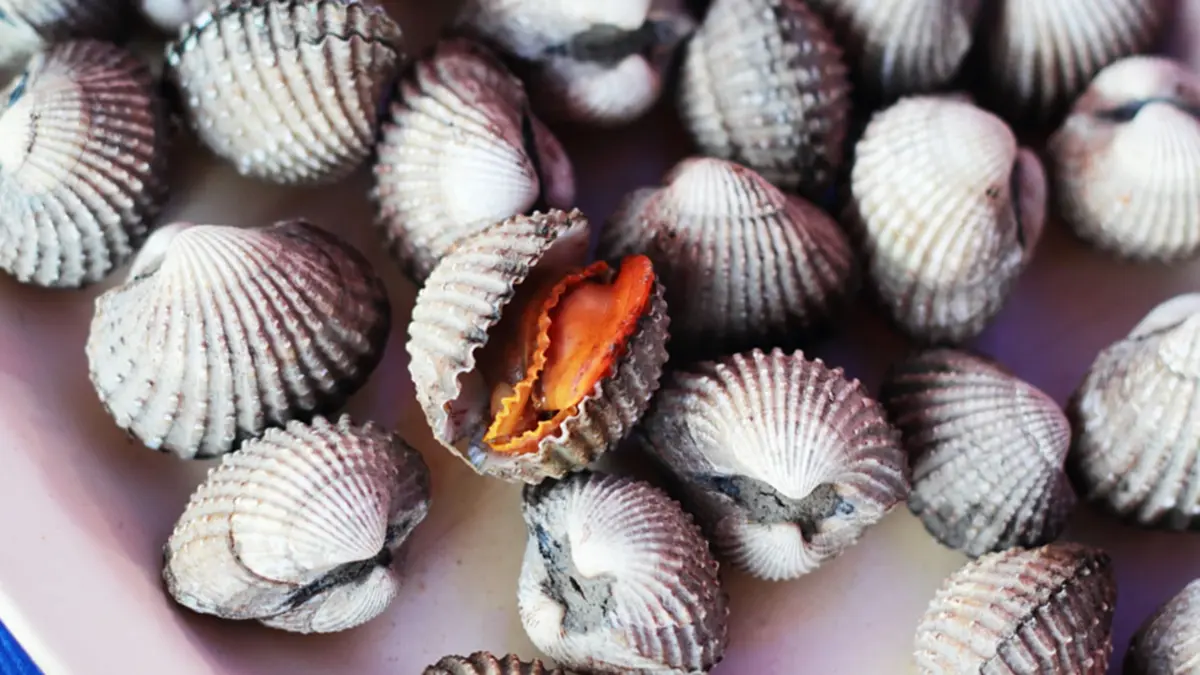 ไขข้อสงสัย “หอยแครง-หอยคราง” ต่างกันยังไง ดูยังไงไม่ให้ซื้อผิด