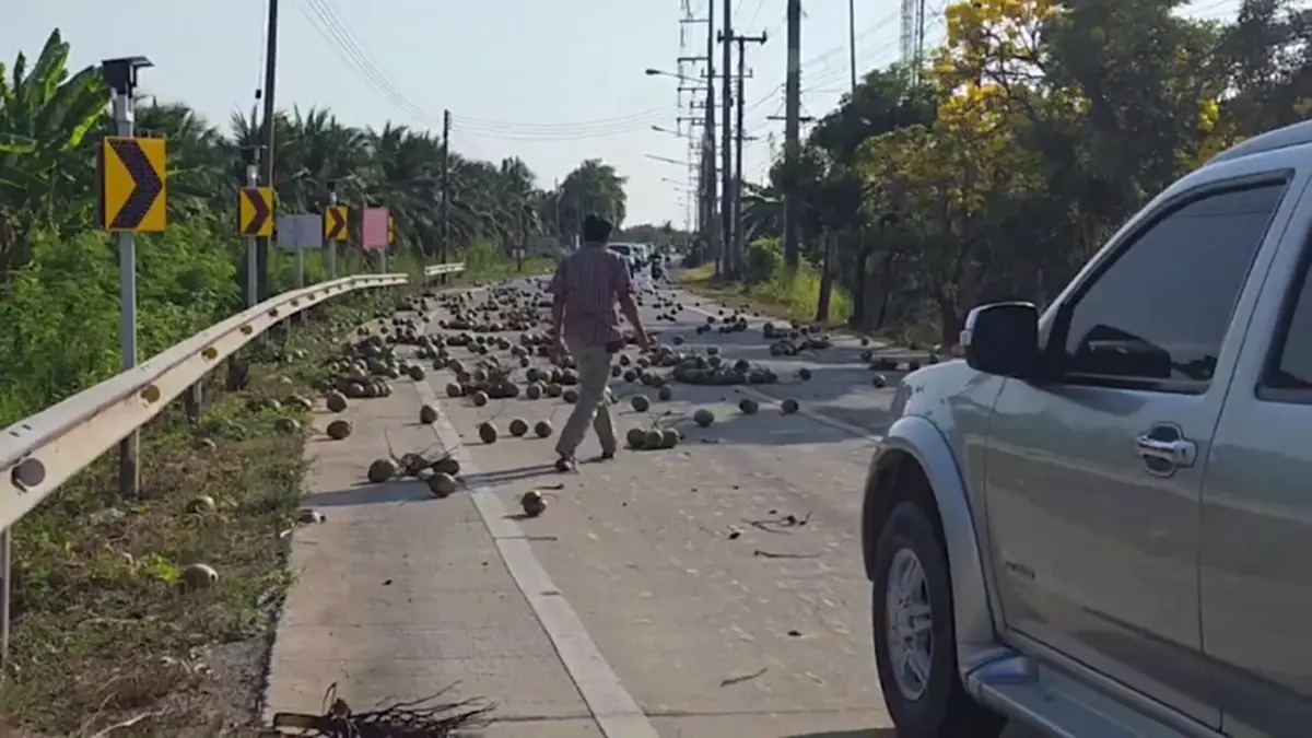มะพร้าวเกลื่อนถนน! ชาวบ้านช่วยเก็บ หวั่นอุบัติเหตุ วอนรับผิดชอบ