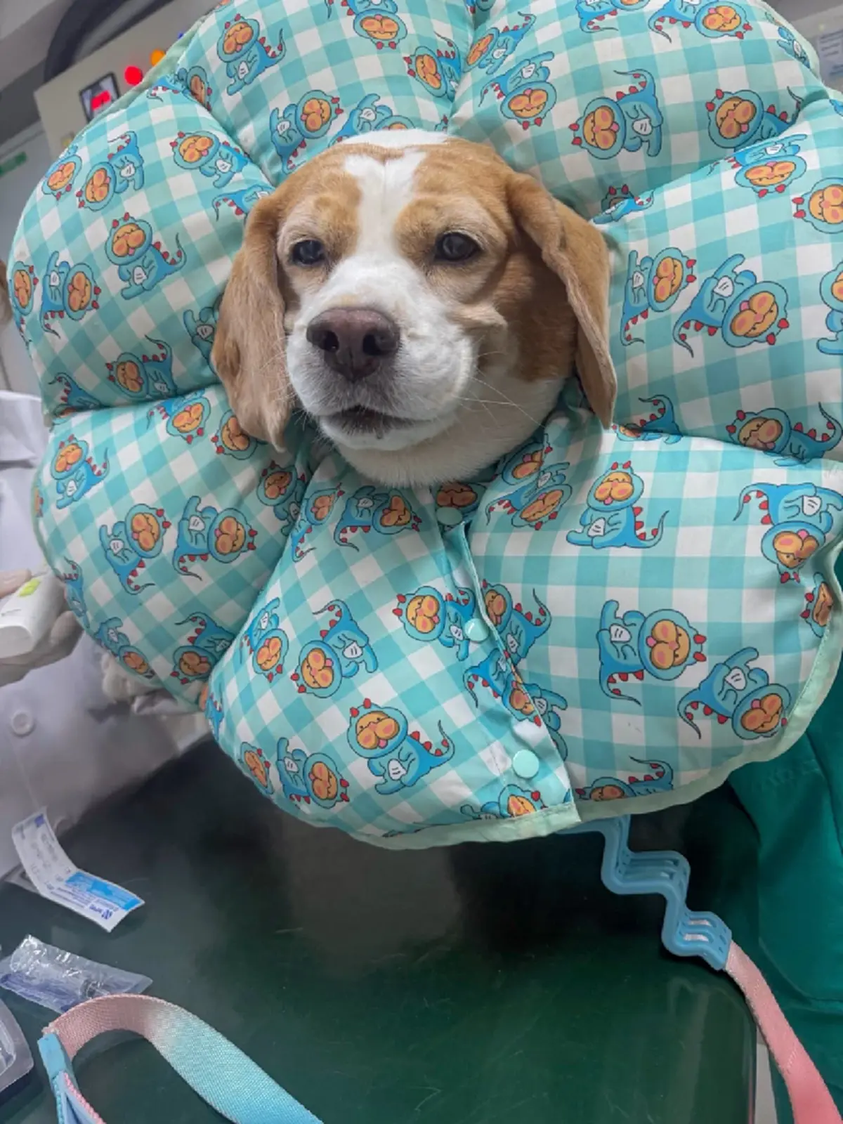 แห่ส่งกำลังใจ เผยนาที "มู่ทู่" โดนกัด เจ้าของเล่าสุดเศร้า 