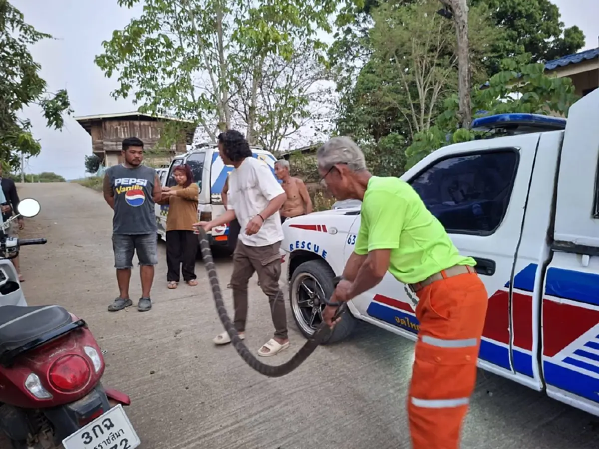 ส่องบ้านเลขที่ งูจงอางใหญ่ 3 เมตร เลื้อยซุกในห้องครัว