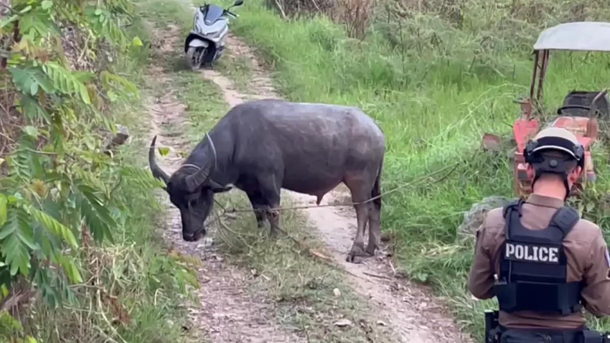ตร.สันทรายไถ่ชีวิตควายหนีตายงานศพ หลังถูกทุบหัวสู้ชีวิตหนีรอด