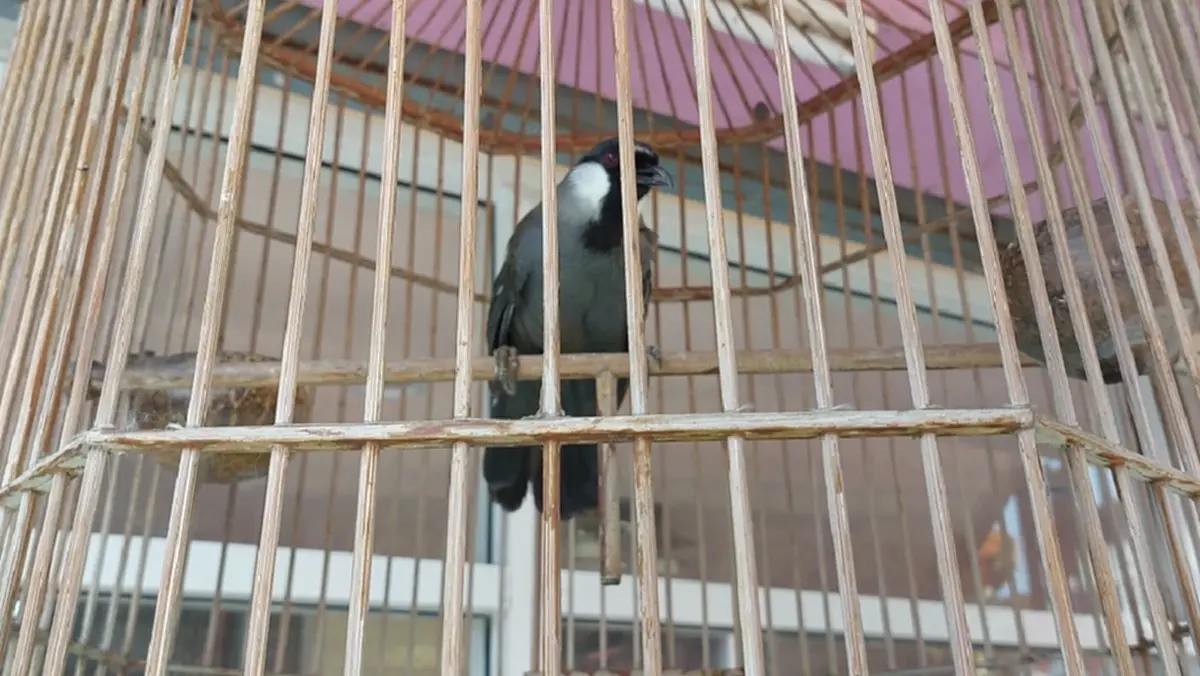 บก. ปทส. พิจิตร ลุยตรวจร้านปลาสวยงาม ยึดปลาเรืองแสง GMOs