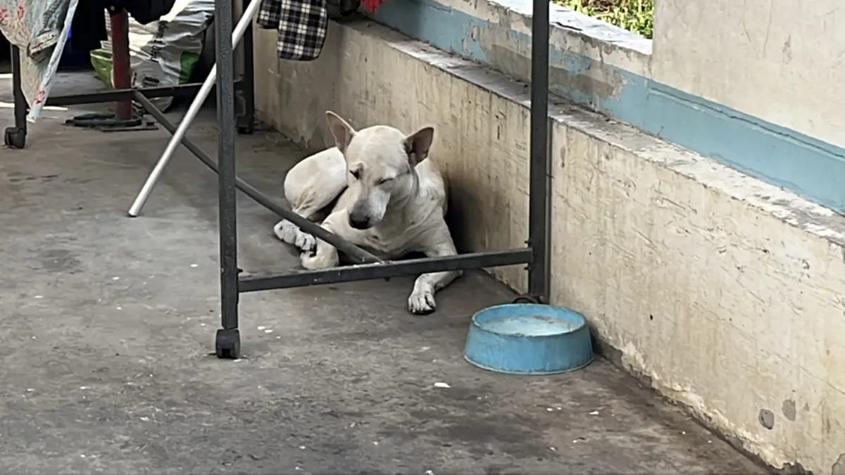 ผวาทั้งหมู่บ้าน! ไอ้หมี หมาไทยไล่กัดเด็ก แม่เหยื่อตัดพ้อ