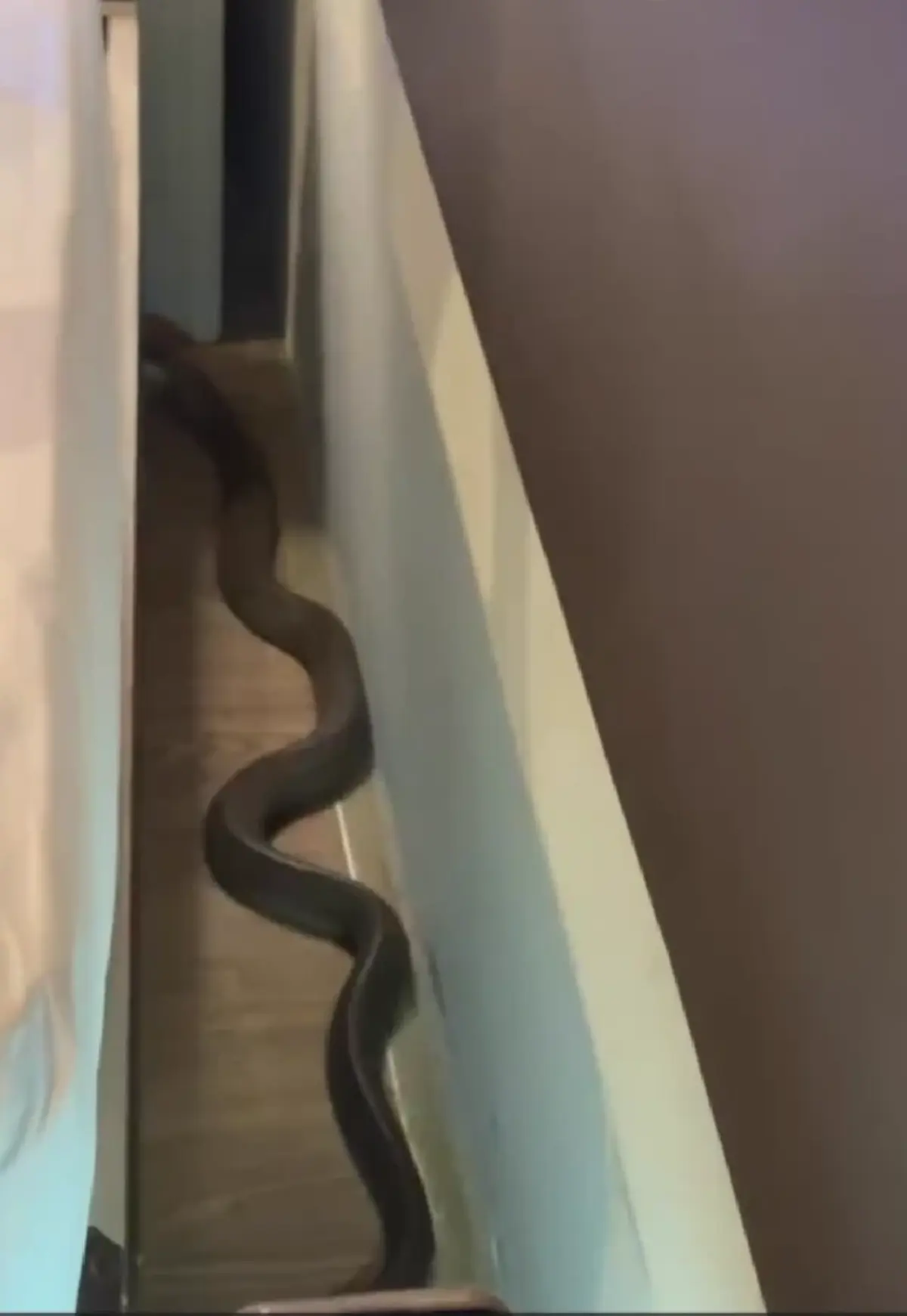 ขนลุก นอนโรงแรมอยู่ดีๆ เจอตัวเขื่องเลื้อยพาดคอ แห่ถามเลขห้อง