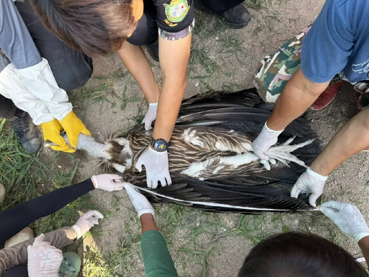 เตรียมปล่อย 10 แร้งสีน้ำตาลหิมาลัย คืนสู่ธรรมชาติ เม.ย.นี้