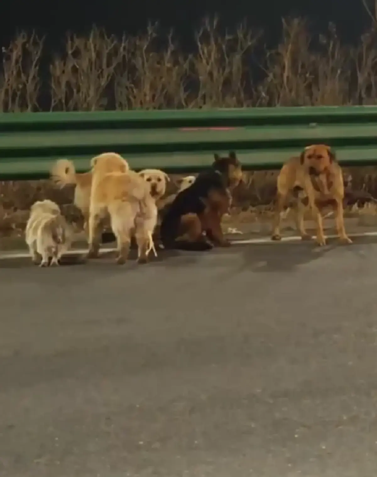 เปิดความจริงสุดตกใจ ไวรัลหมา 7 ตัว ที่แท้หักมุมเหนือคาด