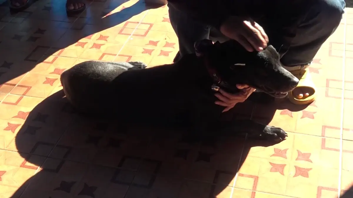 ปศุสัตว์บึงกาฬรุกทำหมันสัญจรฟรี พร้อมแจกเวชภัณฑ์ปี 69