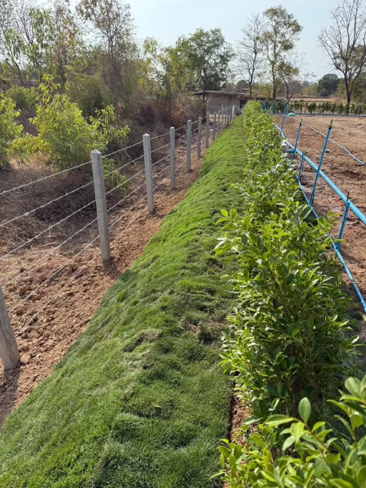 ฮือฮา หนุ่มขอแลกที่ดิน 2 ล้าน "การ์ดวันพีซ" ลั่น กระดาษแลกกระดาษ