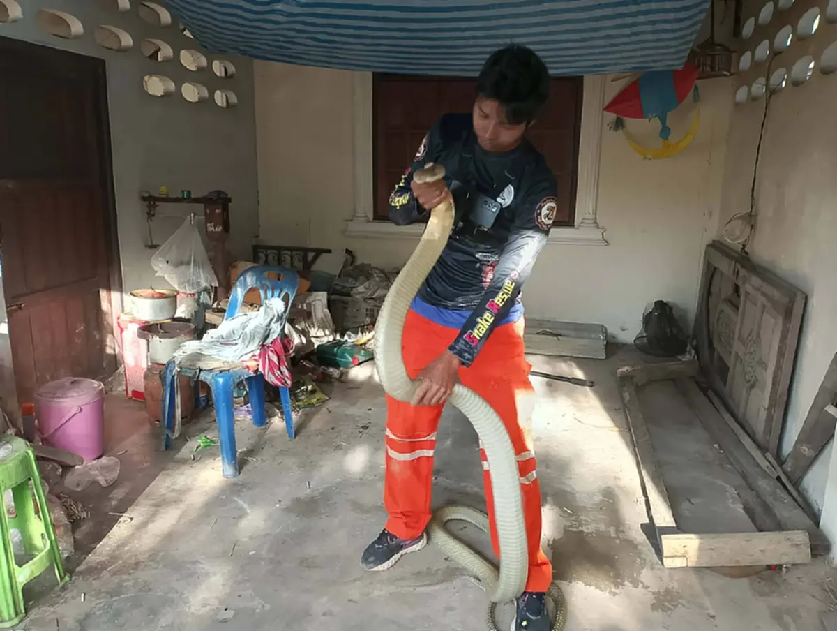 ส่องเลขที่บ้าน งูจงอางยักษ์ เลื้อยซุกใต้ตาชั่งกลางบ้าน