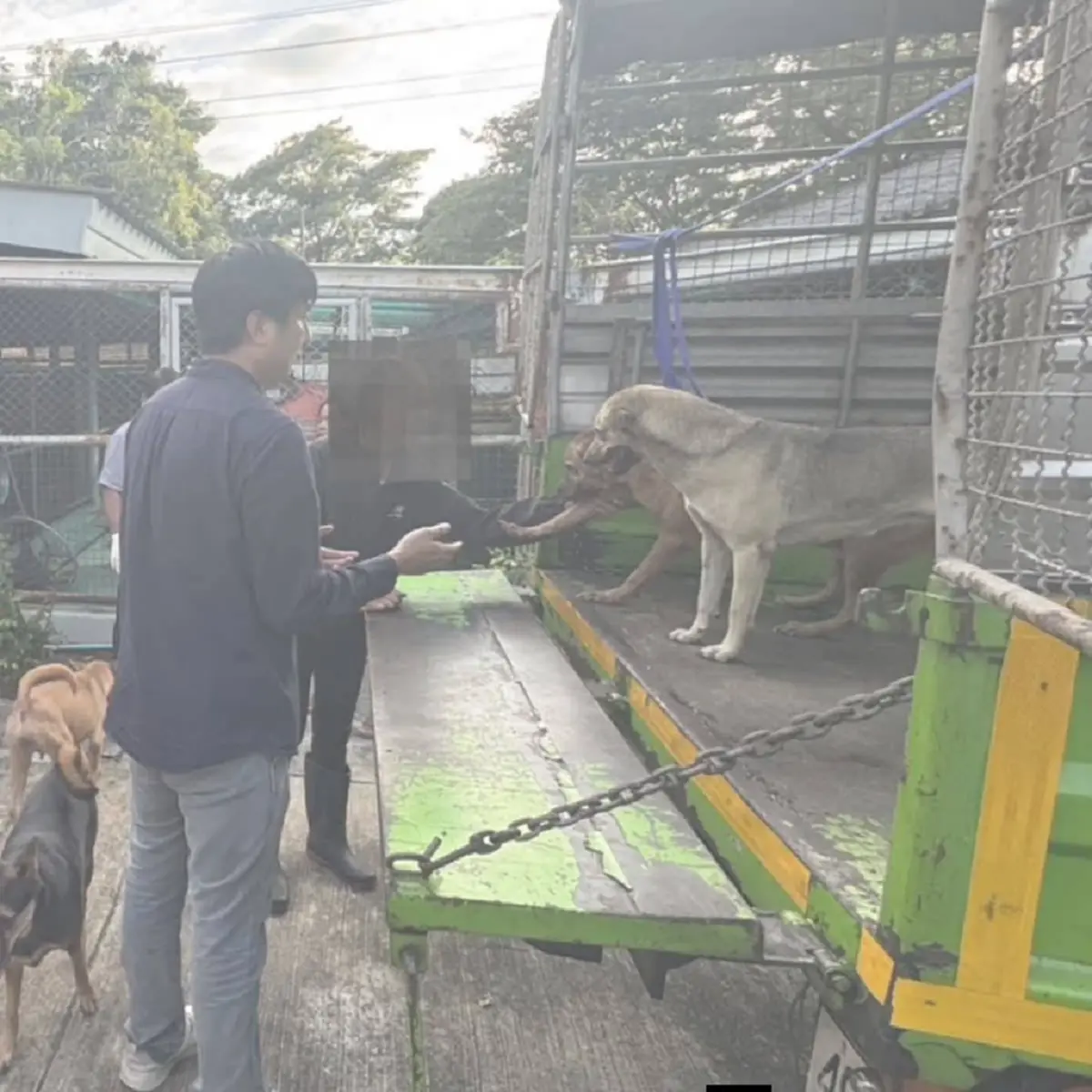 ความจริงอีกด้าน ป้าเลี้ยงหลังอาน 78 ตัวในคอนโด สงสารน้องหมามาก