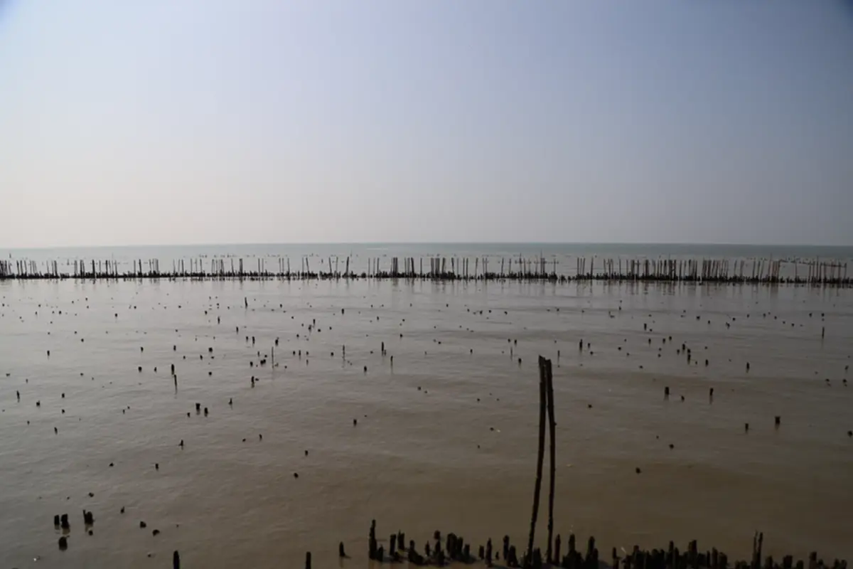 สมุทรสาครผนึกเอกชนปล่อยพันธุ์สัตว์น้ำ 2.1 แสนตัวฟื้นฟูมหาชัย