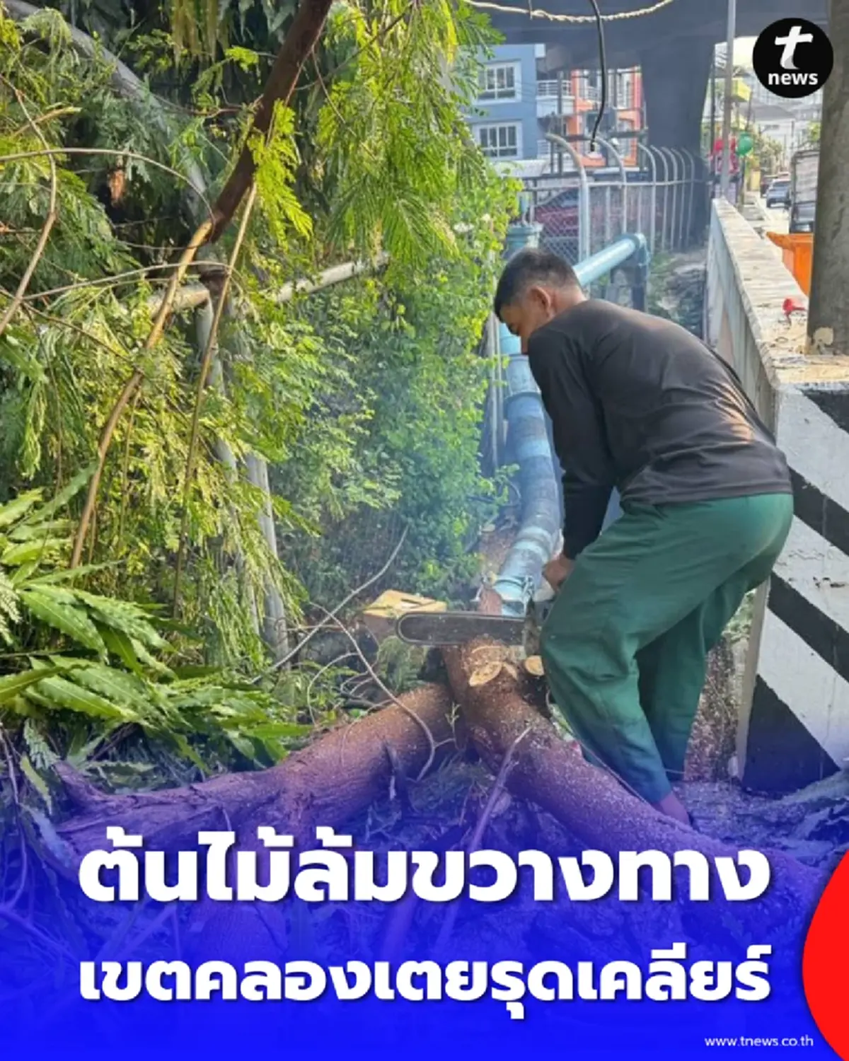 สุขุมวิท 50 ต้นไม้ล้มขวางทาง ล่าสุดเขตคลองเตยรุดเคลียร์