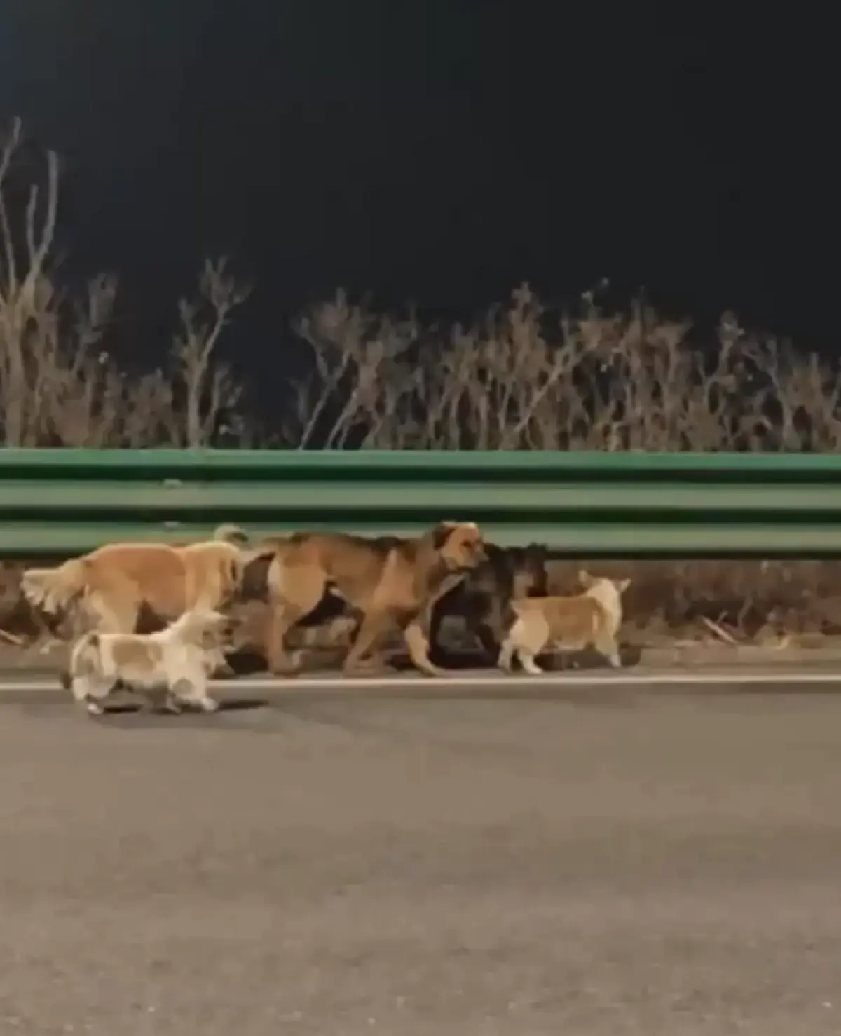 เปิดความจริงสุดตกใจ ไวรัลหมา 7 ตัว ที่แท้หักมุมเหนือคาด