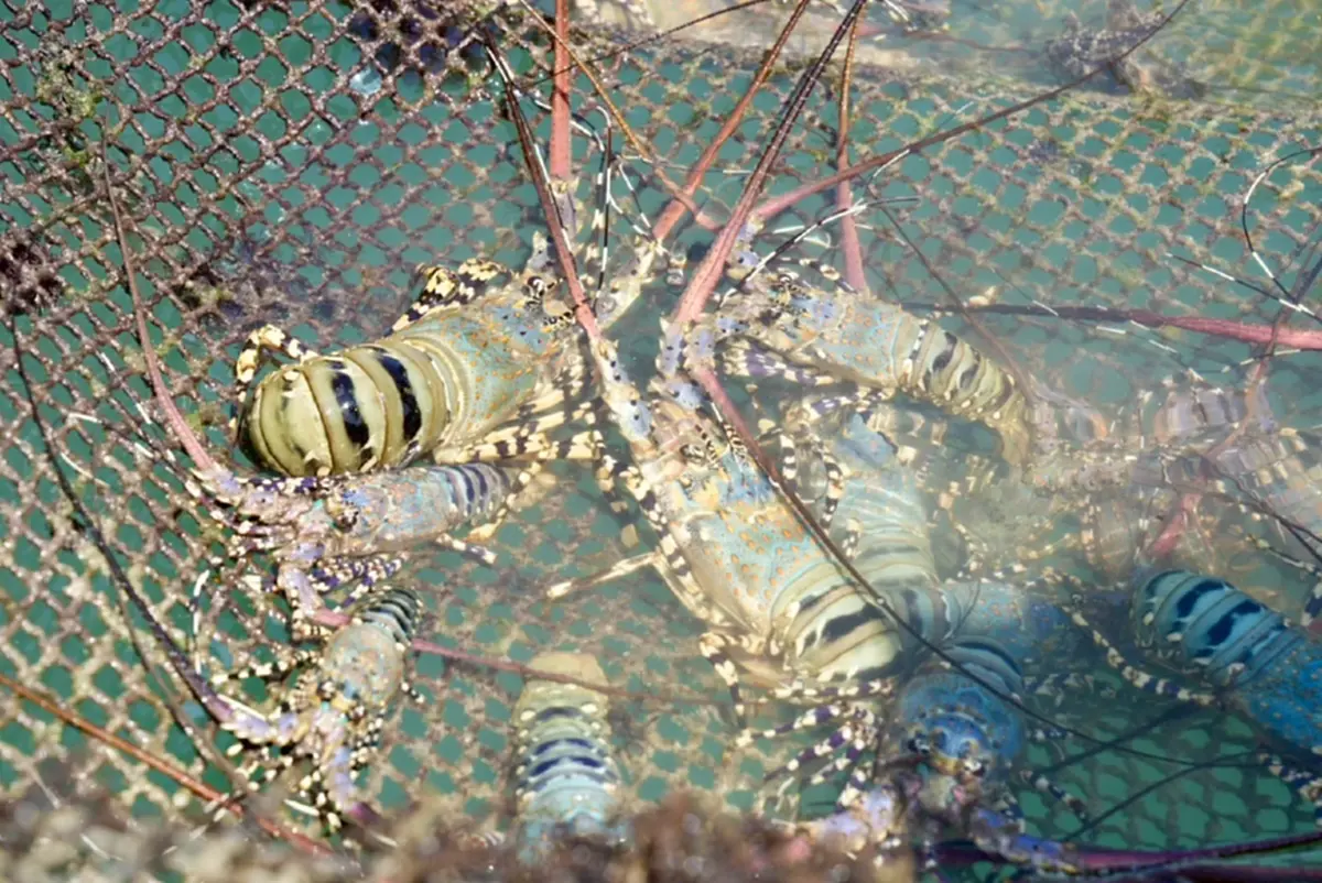 กรมทรัพย์สินทางปัญญา บุกแพ"กุ้งมังกร 7 สีภูเก็ต"ปักหมุดแลนด์มาร์กท่องเที่ยวเชิงอาหาร