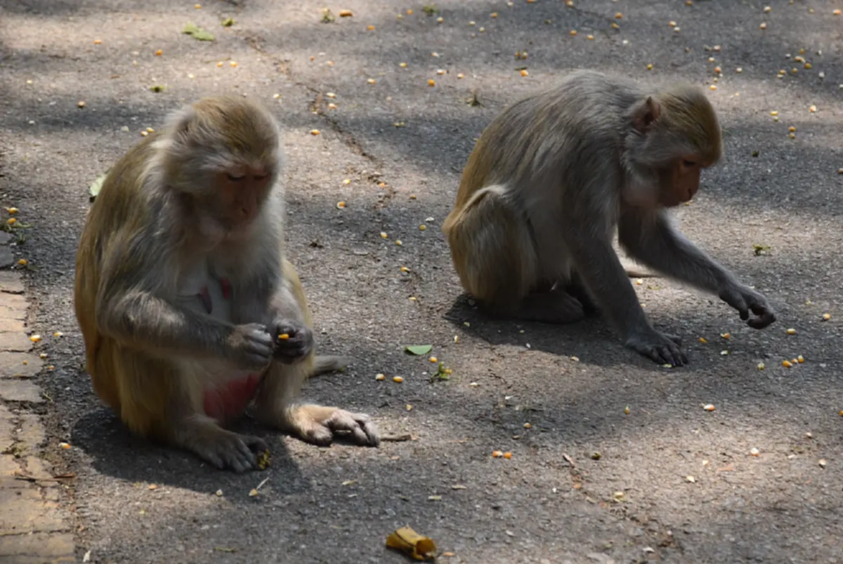 ลิงวอกเมืองเลยผอมโซ! เซ่นภัยแล้งต้องคุ้ยถังขยะประทังชีวิต