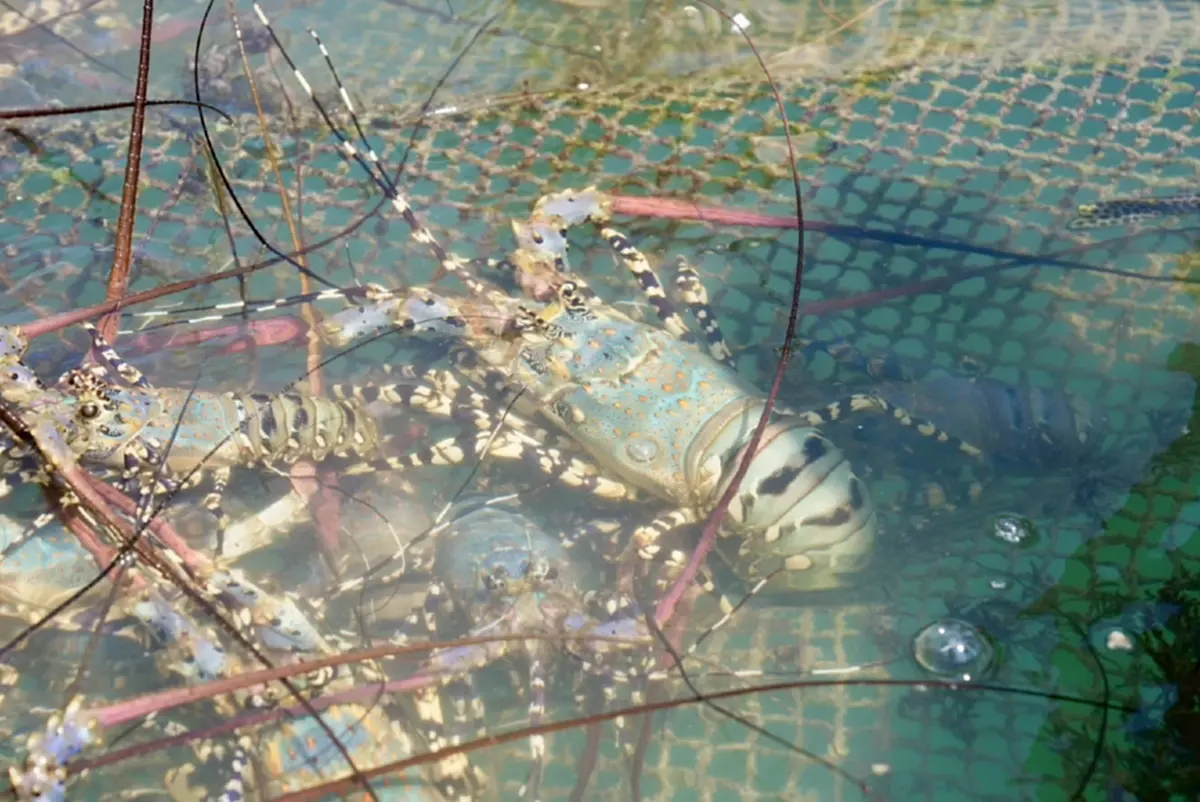 กรมทรัพย์สินทางปัญญา บุกแพ"กุ้งมังกร 7 สีภูเก็ต"ปักหมุดแลนด์มาร์กท่องเที่ยวเชิงอาหาร