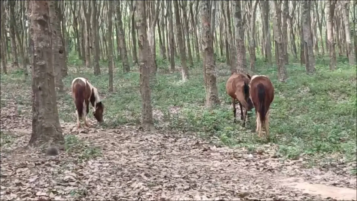 นึกว่าถ่ายหนัง ระทึก ฝูงม้าหลุดวิ่งวุ่นบนถนนสุขุมวิทระยอง