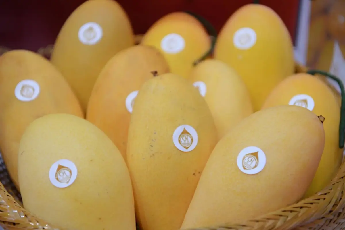 กรมทรัพย์สินทางปัญญา พา 5 สินค้า GI เกษตรไทย บุกงาน FOODEX JAPAN 2026