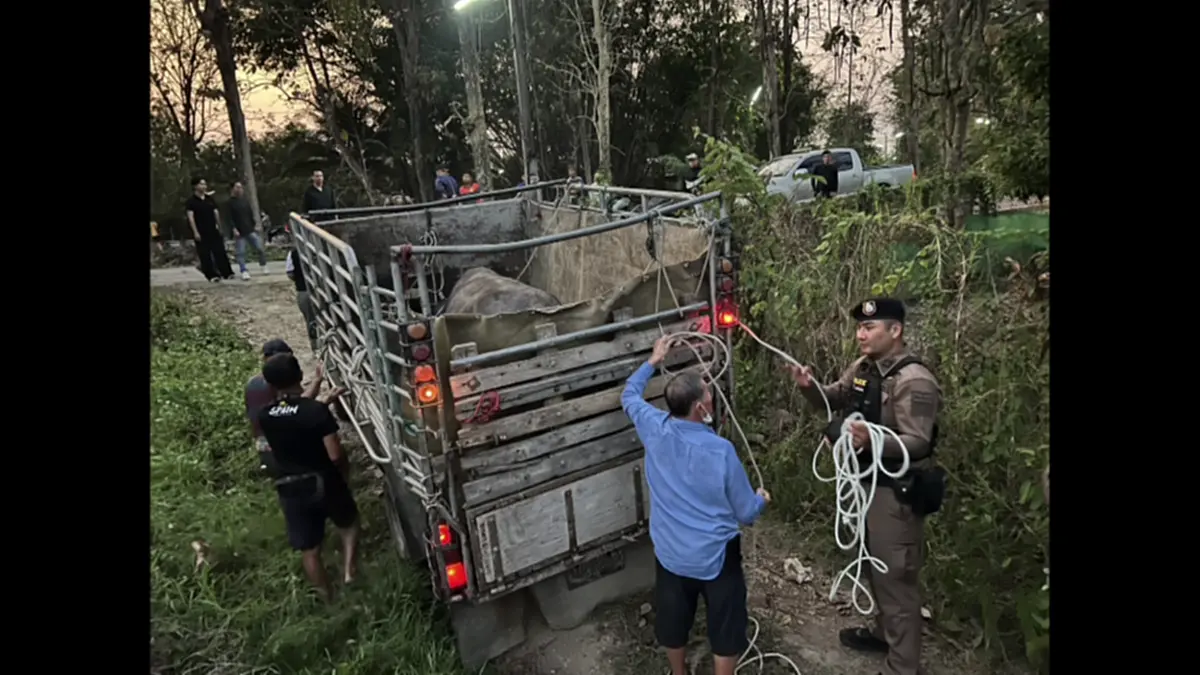 ตร.สันทรายไถ่ชีวิตควายหนีตายงานศพ หลังถูกทุบหัวสู้ชีวิตหนีรอด