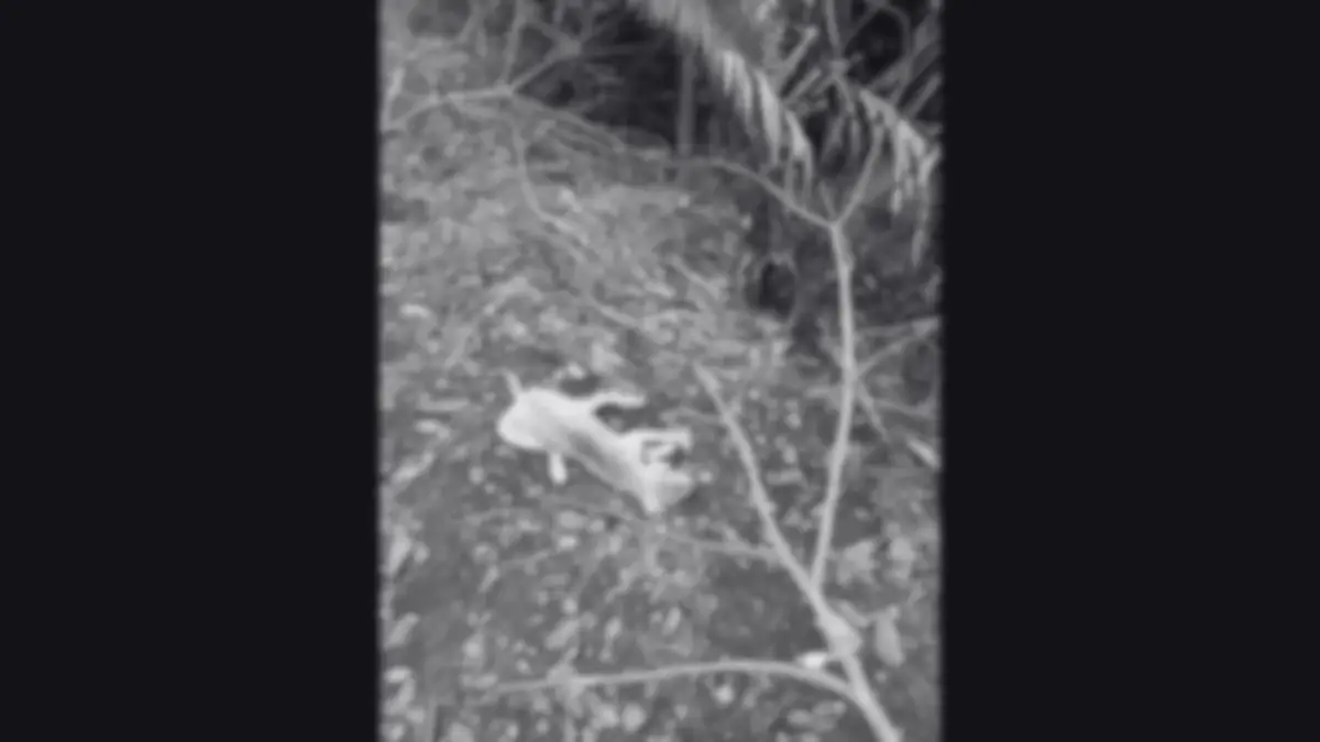 คนใจโหด! วางยาสุนัขเขาคอหงส์ 30 ตัว ตั้งรางวัลนำจับ 2 หมื่น