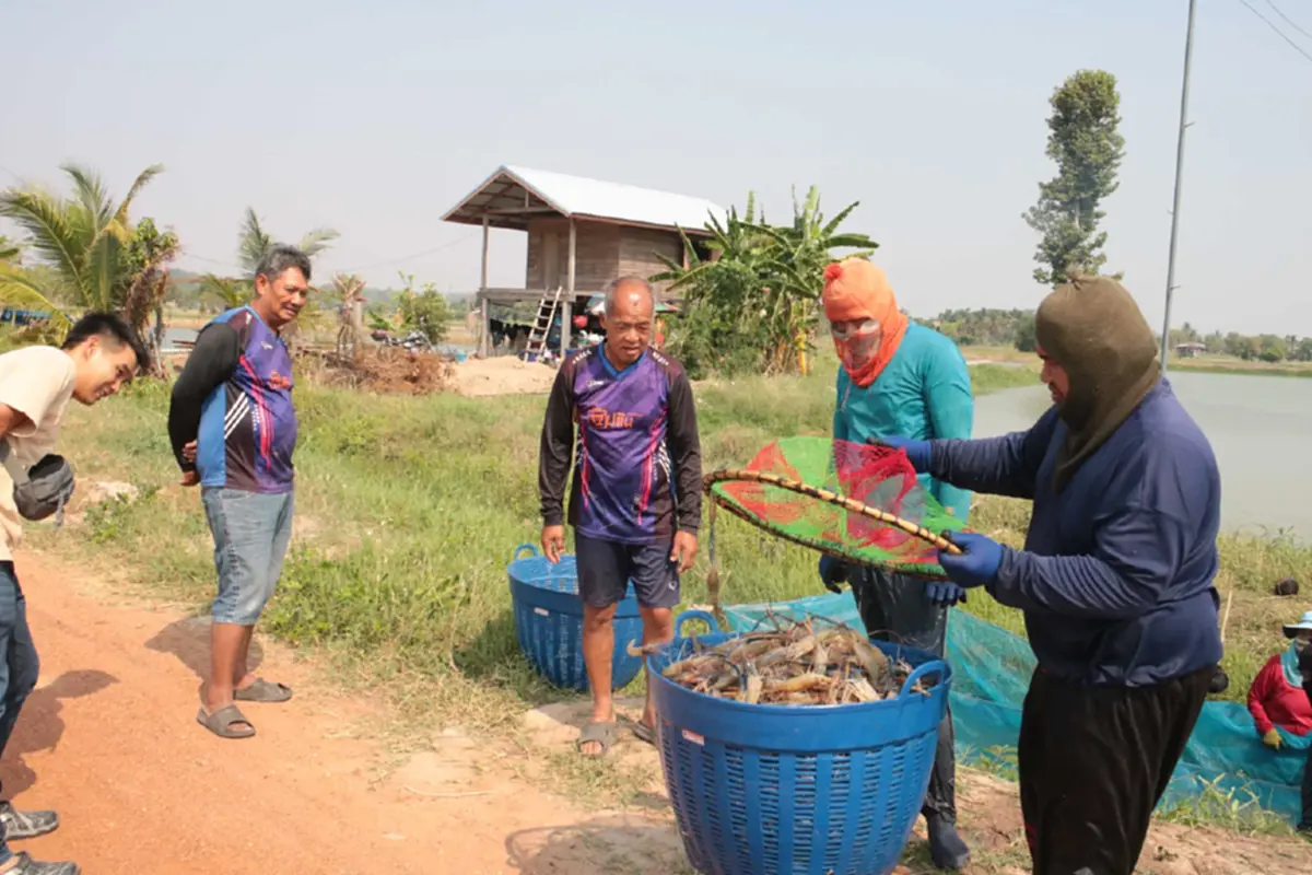 กาฬสินธุ์อ่วม! น้ำมันขาดแคลน กระทบธุรกิจขนส่งกุ้ง ยอดขายดิ่ง